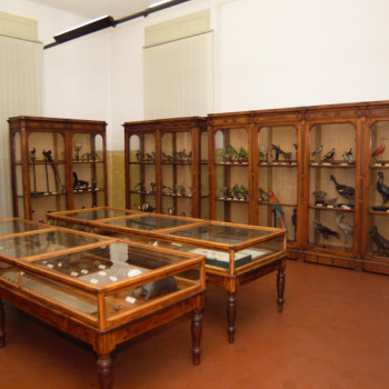 cover Museo civico di storia naturale di Cremona